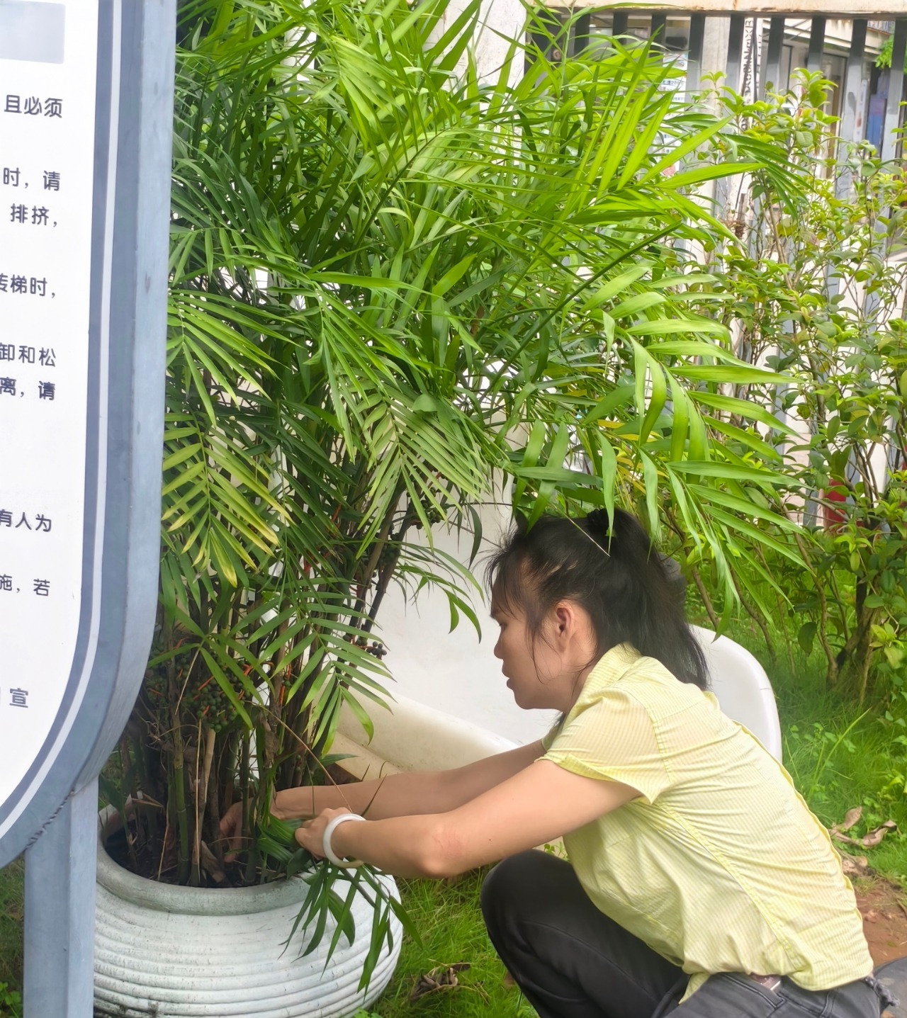 遠離登革熱，我們在行動！——?？谑猩礁哂變簣@開展預防登革熱愛國衛(wèi)生運動行動-圖片28